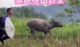 牛牛在线观看视频,畅享海量视频，轻松开启视听盛宴